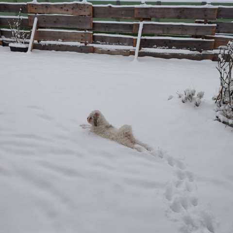 Chewie im Schnee