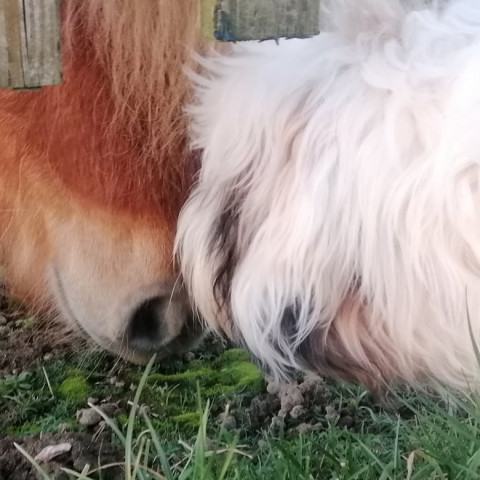 Pony und Hund beschnüffeln sich unterm Zaun durch